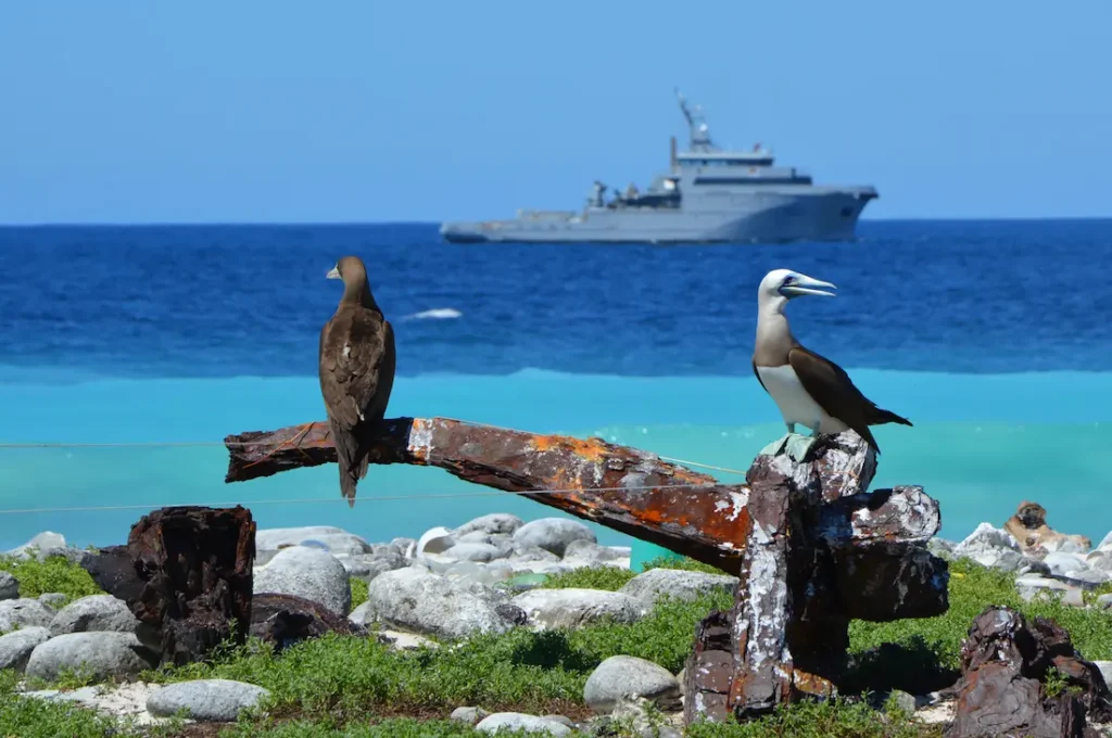 Les fous et le Bougainville