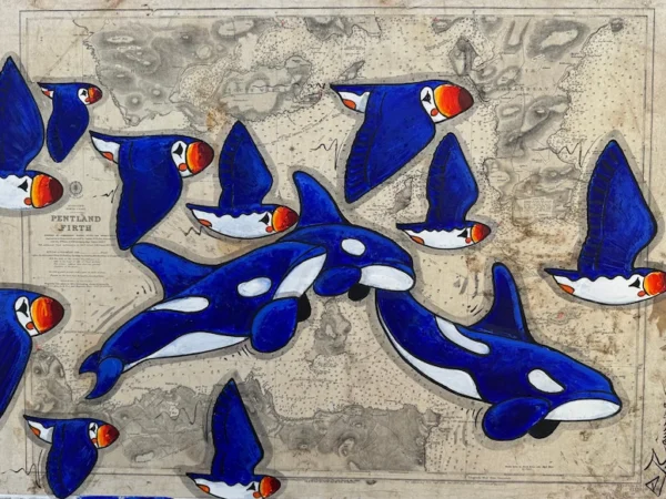 Les macareux et les orques